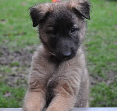Foto 2 van de pups