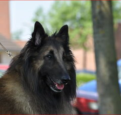 Foto 3 van de pups