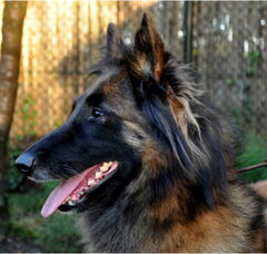 Foto 4 van de pups
