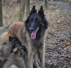 Foto 5 van de pups