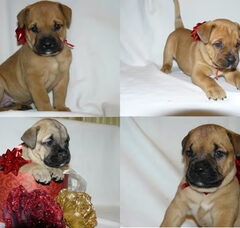 Foto 3 van de pups