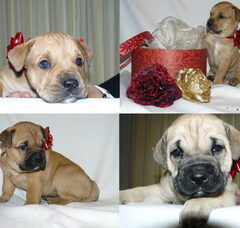 Foto 4 van de pups