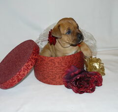 Foto 5 van de pups