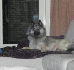 Foto 2 van de pups