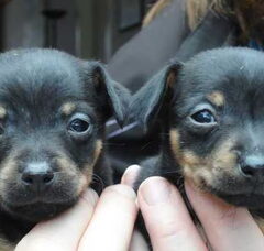 Foto 4 van de pups