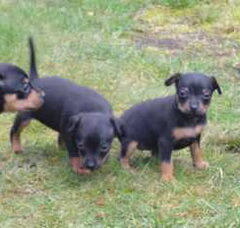 Foto 5 van de pups