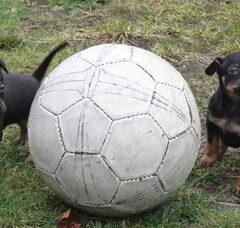 Foto 6 van de pups