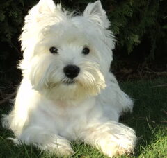 Foto 2 van de pups