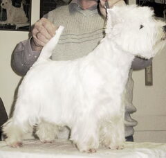 Foto 3 van de pups