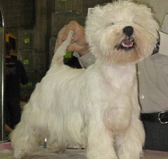 Foto 4 van de pups