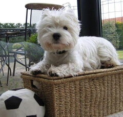 Foto 5 van de pups