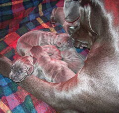 Foto 2 van de pups