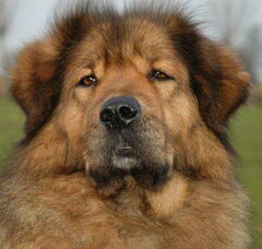 Foto 2 van Do Khyi kennel DEKYI CHAMPA