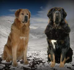 Foto 3 van Do Khyi kennel DEKYI CHAMPA