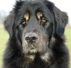 Foto 4 van Do Khyi kennel DEKYI CHAMPA