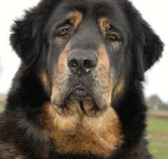 Foto 5 van Do Khyi kennel DEKYI CHAMPA