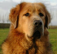 Foto 6 van Do Khyi kennel DEKYI CHAMPA