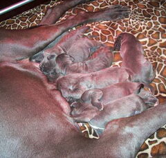 Foto 3 van de pups