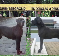 Foto 4 van de pups