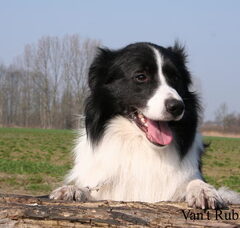 Foto 2 van de pups
