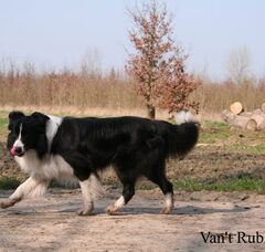 Foto 3 van de pups