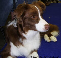 Foto 4 van de pups