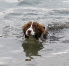 Foto 6 van de pups