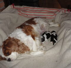 Foto 2 van de pups