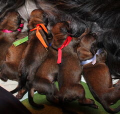 Foto 2 van de pups