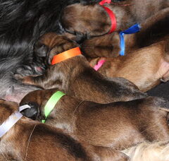 Foto 3 van de pups