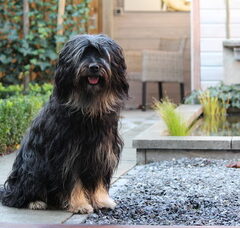 Foto 4 van de pups