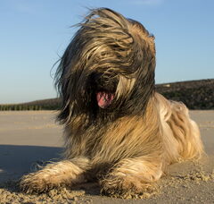 Foto 5 van de pups