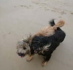 Foto 6 van de pups