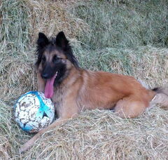 Foto 2 van de pups