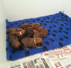 Foto 2 van de pups