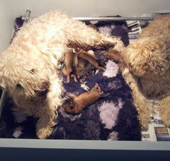 Foto 3 van de pups