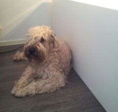 Foto 4 van de pups