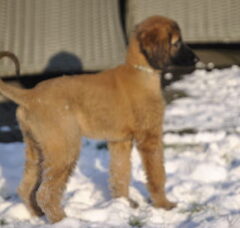 Foto 4 van de pups