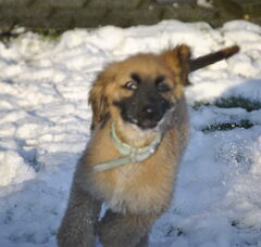 Foto 5 van de pups