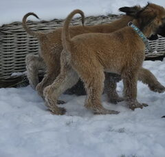 Foto 6 van de pups