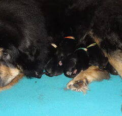 Foto 2 van de pups