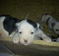 Foto 2 van de pups
