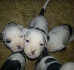 Foto 3 van de pups