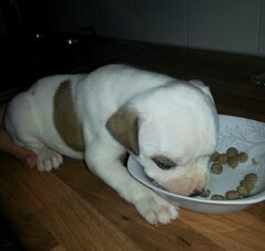 Foto 4 van de pups