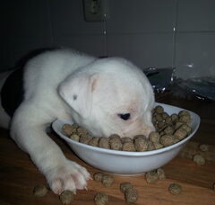 Foto 5 van de pups