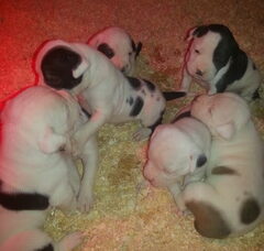 Foto 6 van de pups
