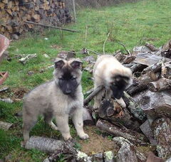 Foto 4 van de pups