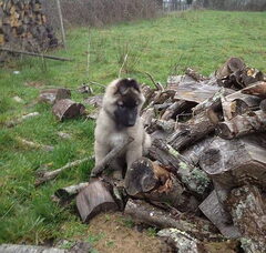 Foto 5 van de pups