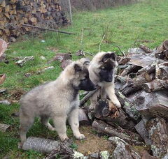 Foto 6 van de pups