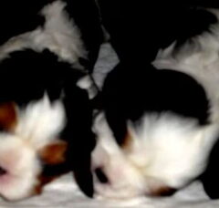 Foto 3 van de pups